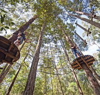 TreeTop Adventure Park Central Coast - Accommodation 4U