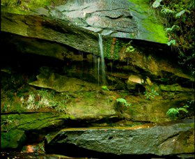 Strickland State Forest - Accommodation 4U 0