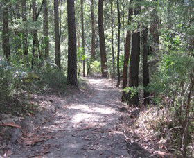 Strickland State Forest - Accommodation 4U 2