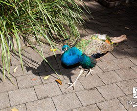 Blackbutt Reserve - Accommodation 4U 6