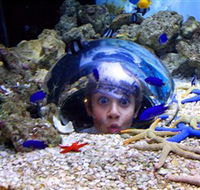 Sea Life Sunshine Coast - Accommodation 4U