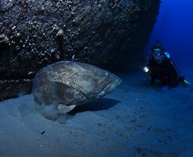 HMAS Brisbane Dive Site - Accommodation 4U 3