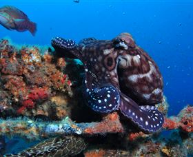 HMAS Brisbane Dive Site - Accommodation 4U 2