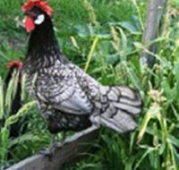 Merry Maidens Veggies - Accommodation 4U