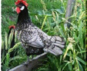 Merry Maidens Veggies - Accommodation 4U 0