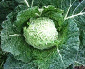 Merry Maidens Veggies - Accommodation 4U 2