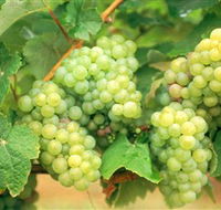 Red Tail Wines - Accommodation 4U