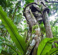 Tamborine Rainforest Skywalk - Accommodation 4U