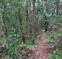 Blackbutt walking track - Accommodation 4U