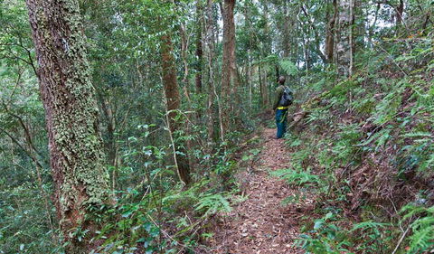 Blackbutt Walking Track - Accommodation 4U 0