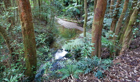 Blackbutt Walking Track - Accommodation 4U 1