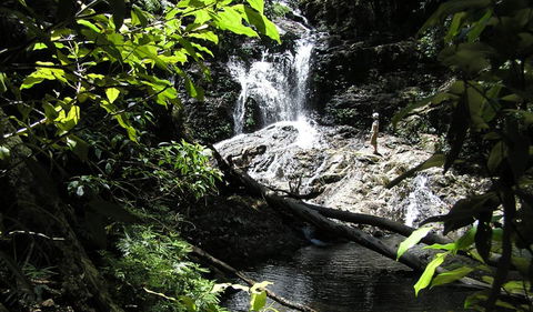 Blackbutt Walking Track - Accommodation 4U 2