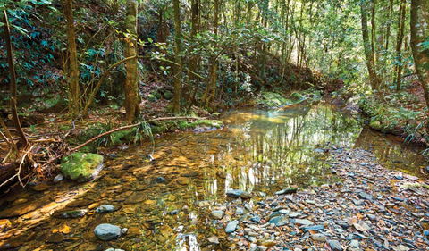 Blackbutt Walking Track - Accommodation 4U 3