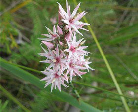 Booderee National Park: Green Patch And Telegraph Creek Walking Tracks - Accommodation 4U 5