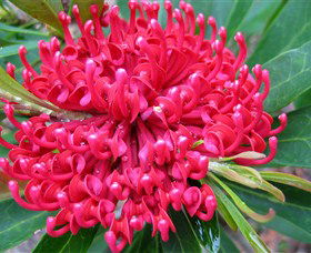 Booderee National Park: Green Patch And Telegraph Creek Walking Tracks - Accommodation 4U 3