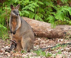 Booderee National Park: Green Patch And Telegraph Creek Walking Tracks - Accommodation 4U 7