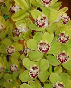 Tinonee Orchid Nursery - Accommodation 4U 1