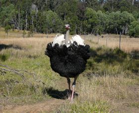Glen Ian Ostrich And Emu Farm - Accommodation 4U 1