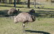 Glen Ian Ostrich And Emu Farm - thumb 0