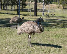 Glen Ian Ostrich And Emu Farm - Accommodation 4U 0