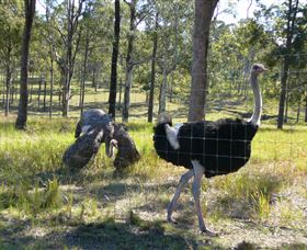 Glen Ian Ostrich And Emu Farm - Accommodation 4U 2