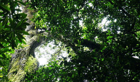 Wollumbin National Park - Accommodation 4U 1