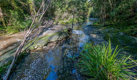 Dawson River Walking Track - Accommodation 4U 0