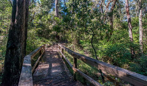 Dawson River Walking Track - Accommodation 4U 3