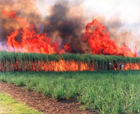 Northern Rivers And Tropical Nsw NSW Accommodation 4U