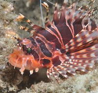 The Seaway Dive Site - Accommodation 4U
