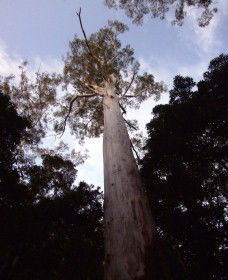 Orara East State Forest - Accommodation 4U 3