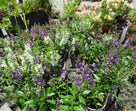 Abundance Lifestyle And Garden - Accommodation 4U 7