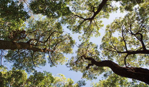 Coffs Coast Regional Park - Accommodation 4U 2