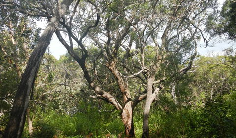 Kinchela Trig Lookout Walk - Accommodation 4U 2