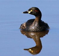 Panboola Wetlands - Accommodation 4U