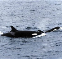 Killer Whale Trail - Accommodation 4U