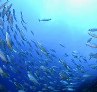 Cape Byron Marine Park - Accommodation 4U