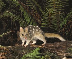 Tarkine Forest Reserve - Accommodation 4U 0