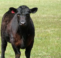 Denham Farm Beef and Lamb - Accommodation 4U