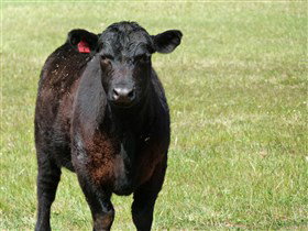 Denham Farm Beef And Lamb - Accommodation 4U 0