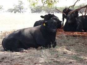 Denham Farm Beef And Lamb - Accommodation 4U 1