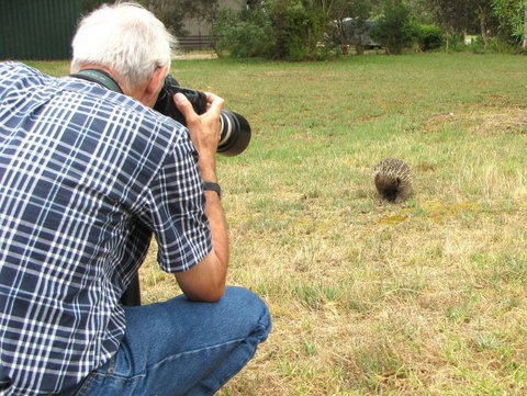 Echidna Walkabout Nature Tours - Accommodation 4U 5