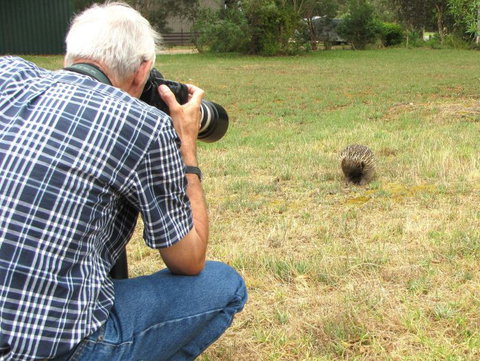Echidna Walkabout Nature Tours - Accommodation 4U 9