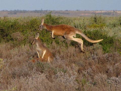 Echidna Walkabout Nature Tours - Accommodation 4U 13
