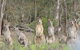 Echidna Walkabout Nature Tours - thumb 16