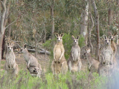 Echidna Walkabout Nature Tours - Accommodation 4U 20