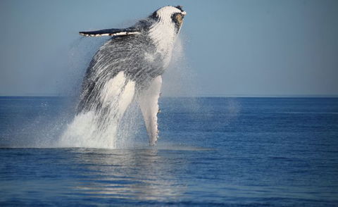 Absolute Ocean Charters - Accommodation 4U 9