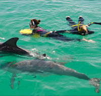 Rockingham Wild Encounters - Swim with Wild Dolphins - Accommodation 4U