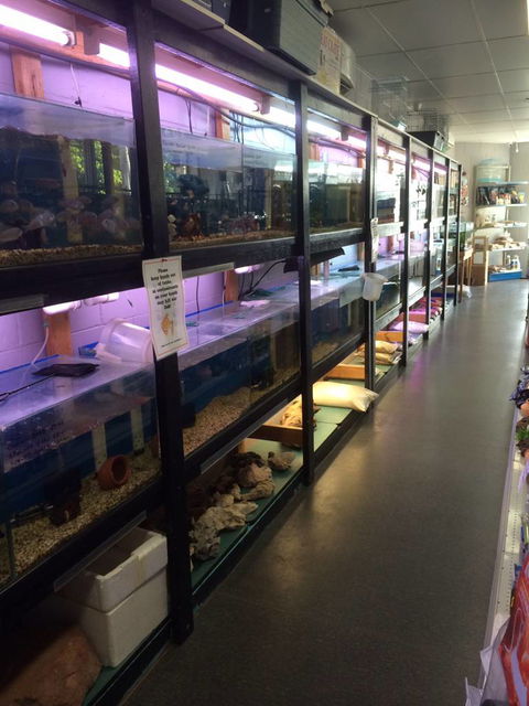 Nambour Pet Shop - Accommodation 4U 1