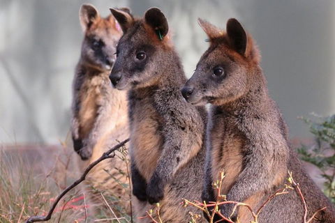 Canberra: Wildlife Encounters At Tidbinbilla Nature Reserveâ€‹ - Accommodation 4U 0